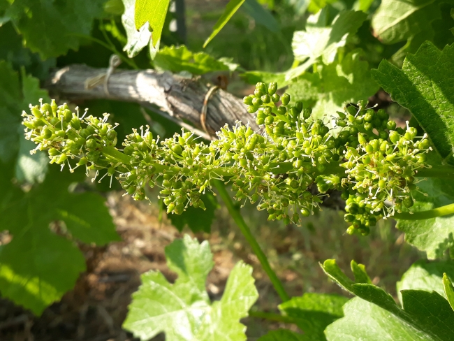 Champagne Pierre LEREDDE - 