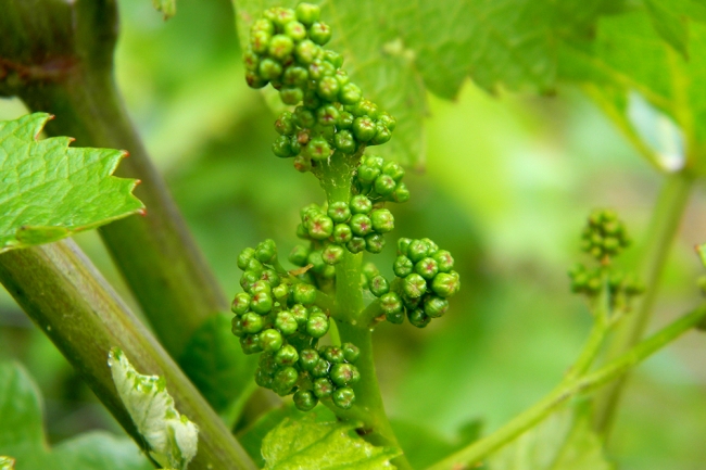 Champagne Pierre LEREDDE - 