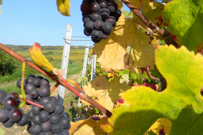 Champagne Pierre LEREDDE - 