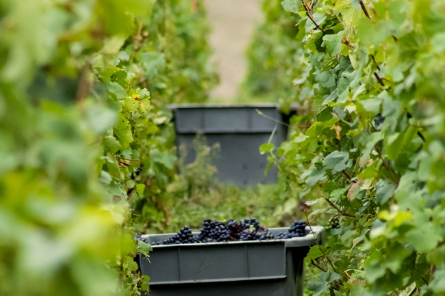 Champagne Pierre LEREDDE - 