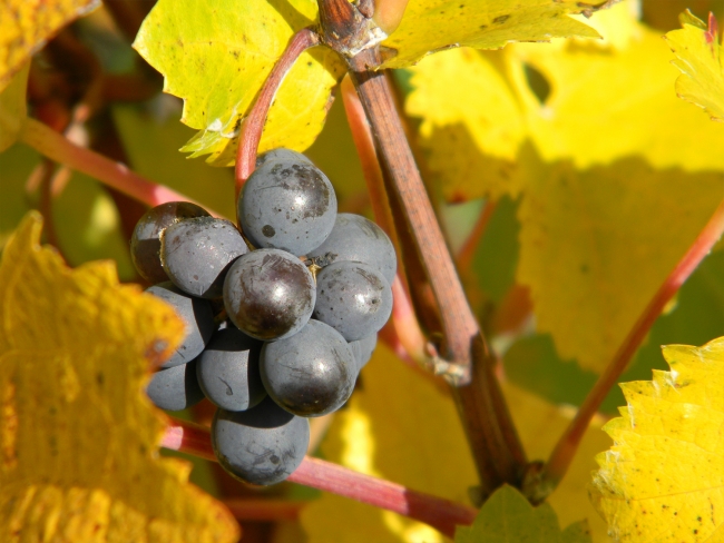 Champagne Pierre LEREDDE - 