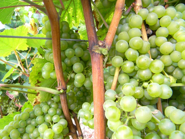 Champagne Pierre LEREDDE - 