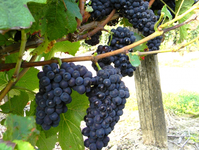 Champagne Pierre LEREDDE - 